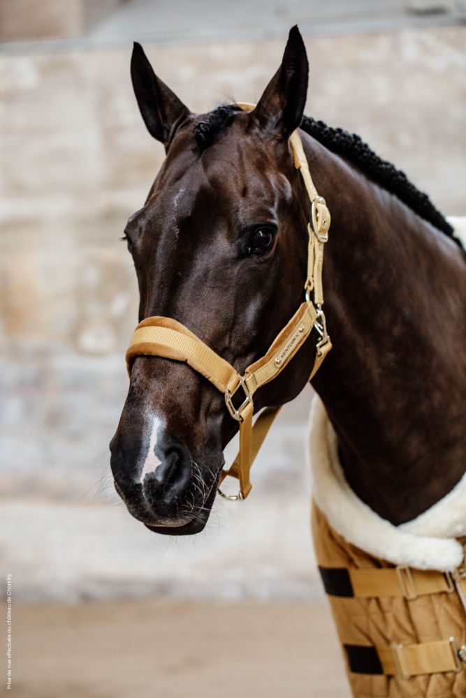 KENTUCKY® HORSEWEAR Velvet Halfter, senfgelb