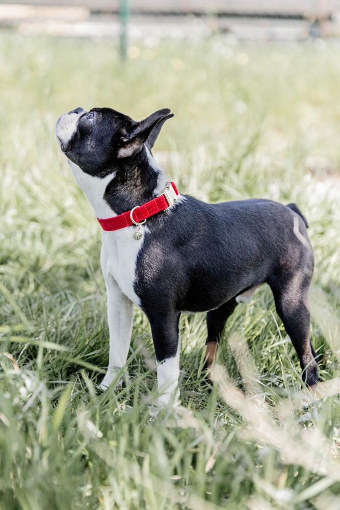 KENTUCKY® DOGWEAR Hundehalsband Kord, rot
