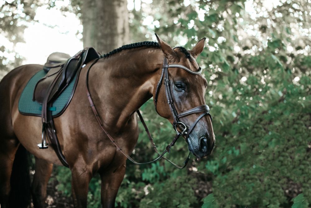 KENTUCKY® HORSEWEAR Schabracke Color Edition Leder Springen, olive-grün