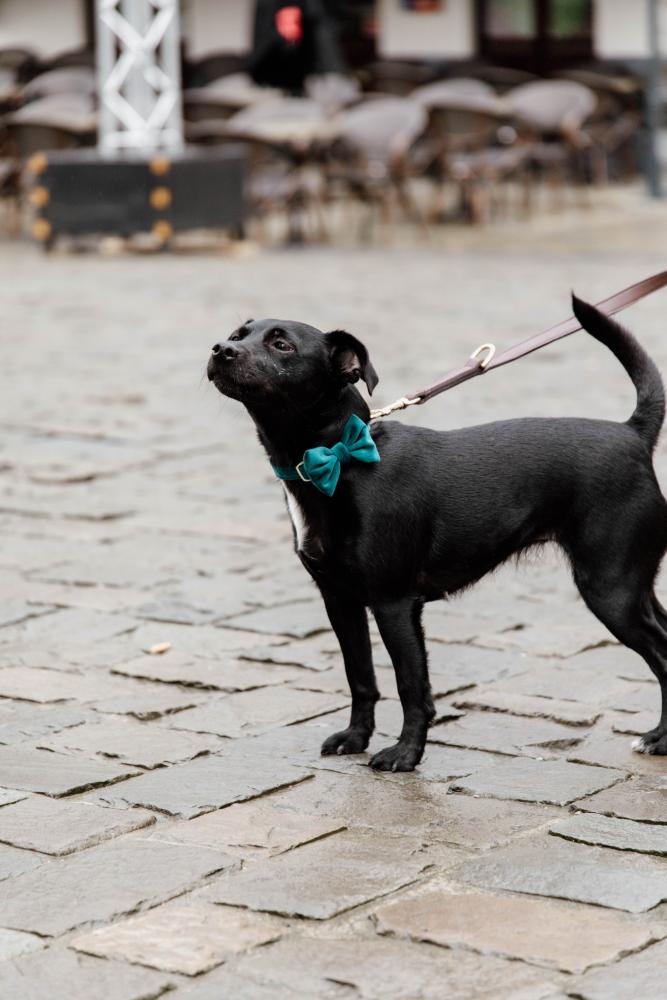 KENTUCKY® DOGWEAR Samtfliege, smaragdgrün
