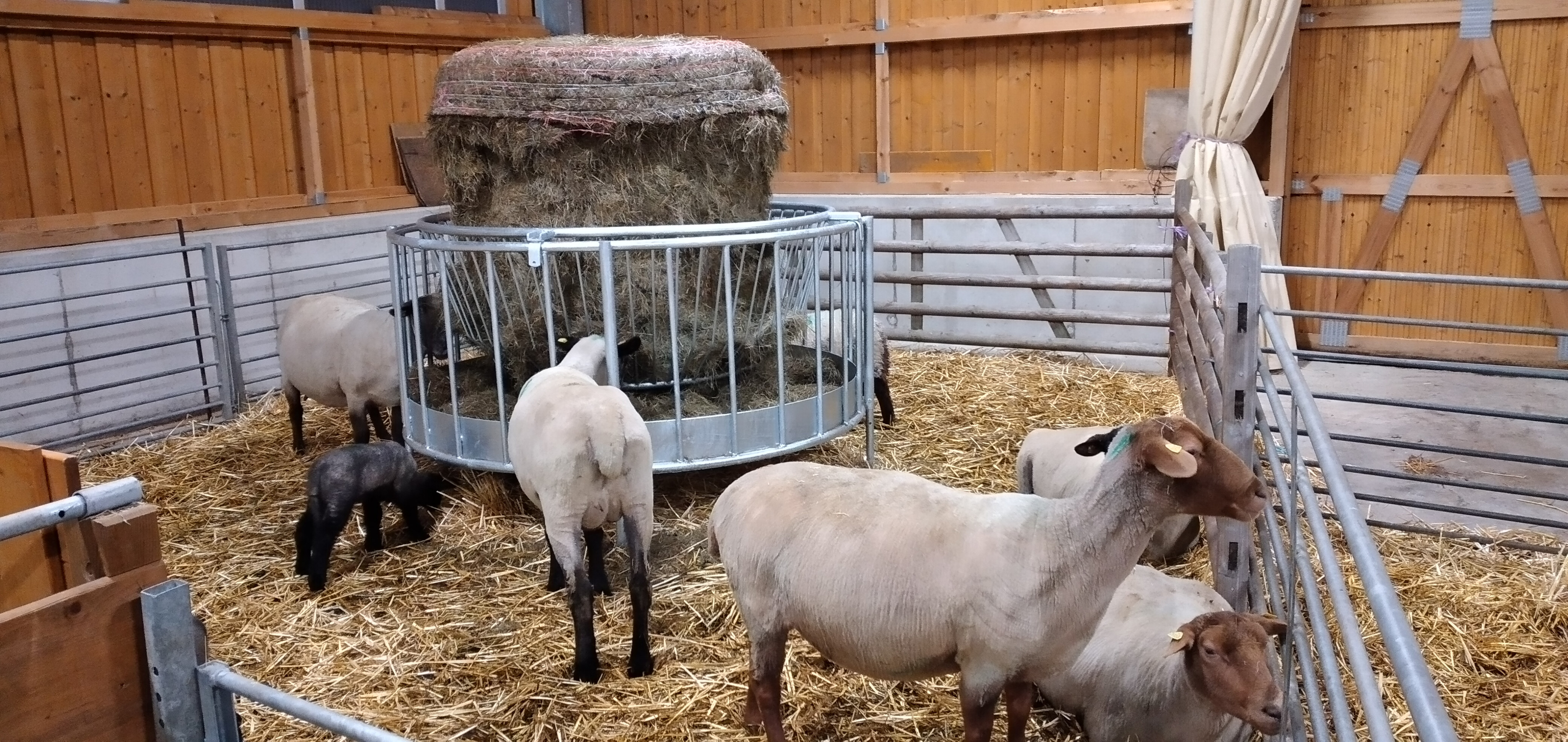 HAU Rundballenraufe für Schafe