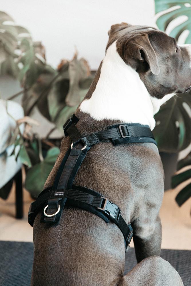 KENTUCKY® DOGWEAR Hundegeschirr Aktiv aus Samt, schwarz