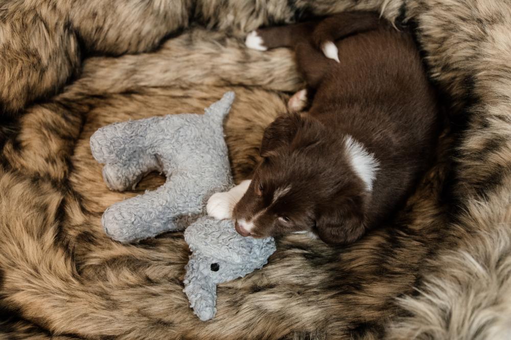 KENTUCKY® DOGWEAR Hundebett Cave, braun