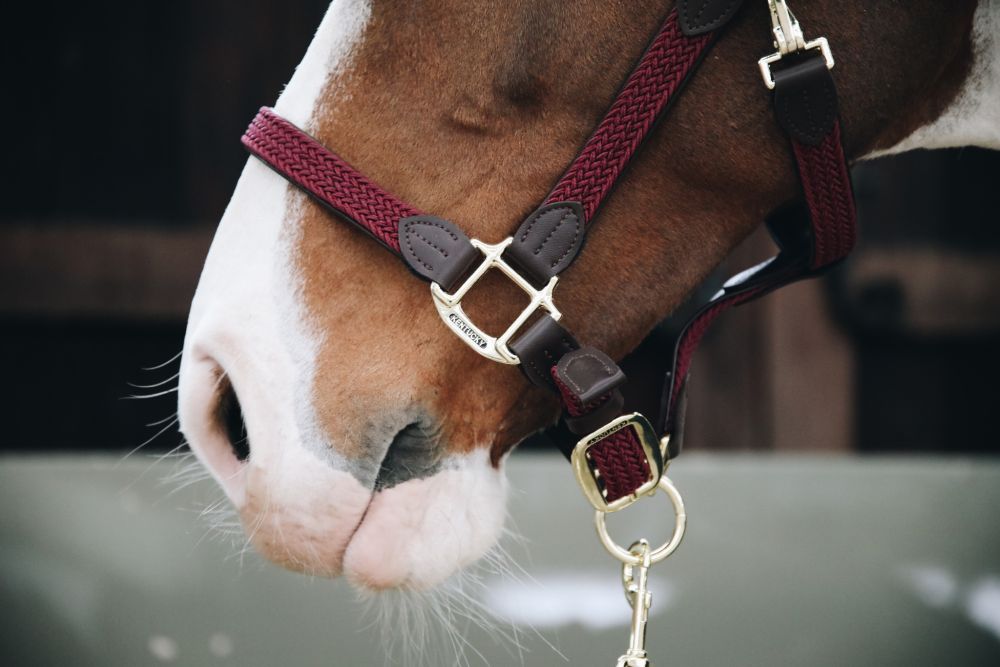 KENTUCKY® HORSEWEAR geflochtenes Nylon Halfter, bordeaux
