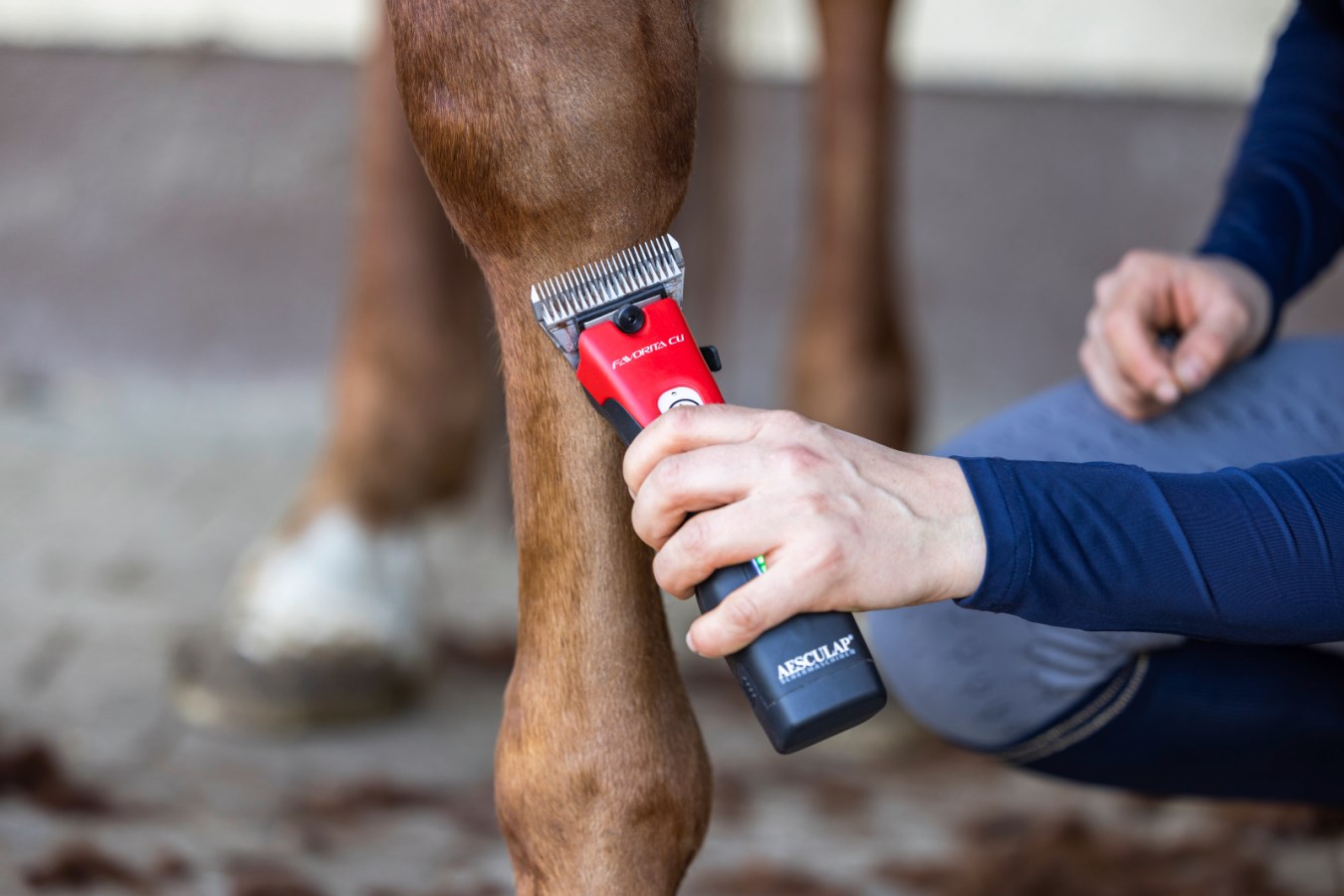 Die rote Akkuschermaschine AESCULAP Favorita CLi in der Anwendung beim Scheren eines braunen Pferdebeins.