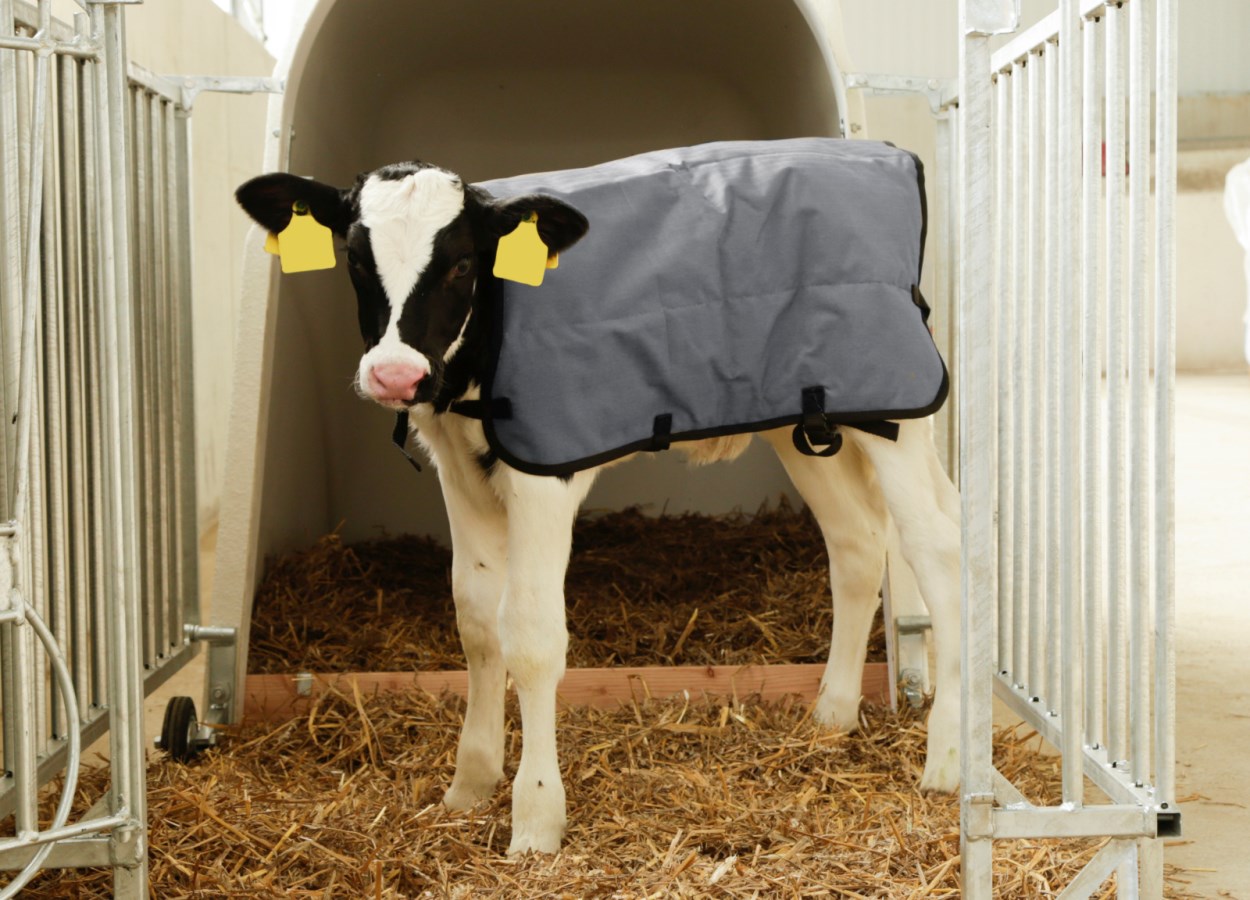 Eine graue Kälberdecke aus Ripstop-Gewebe schützt ein schwarz-weißes Kalb in einer Box mit Stroh.