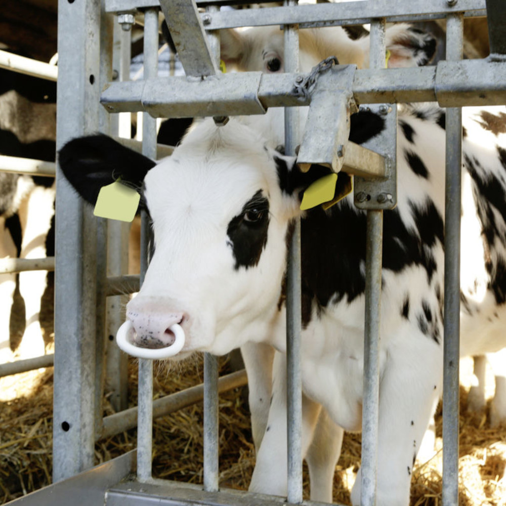 Viehsaugentwöhner SuckStop Müller Weißer Viehsaugentwöhner SuckStop Mueller am Nasenring eines schwarz-weißen Kalbes im Stallgitter aus Metall