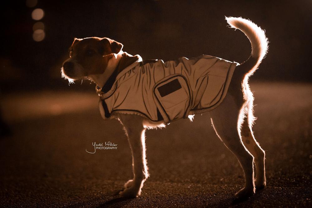 KENTUCKY® DOGWEAR Hundemantel reflektierend & wasserabweisend, silber