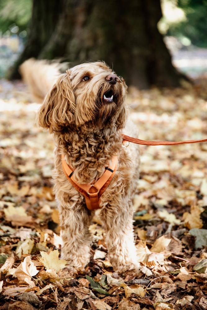 KENTUCKY® DOGWEAR Hundegeschirr Aktiv aus Samt, orange