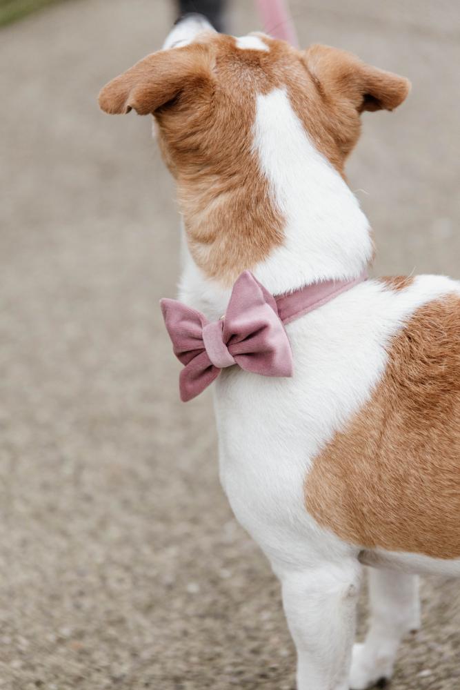 KENTUCKY® DOGWEAR Samtfliege, altrosa
