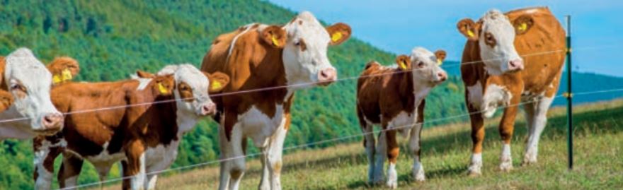 NEU Patura Pfostenzieher für Metallpfahl T-Post T-Pfosten 