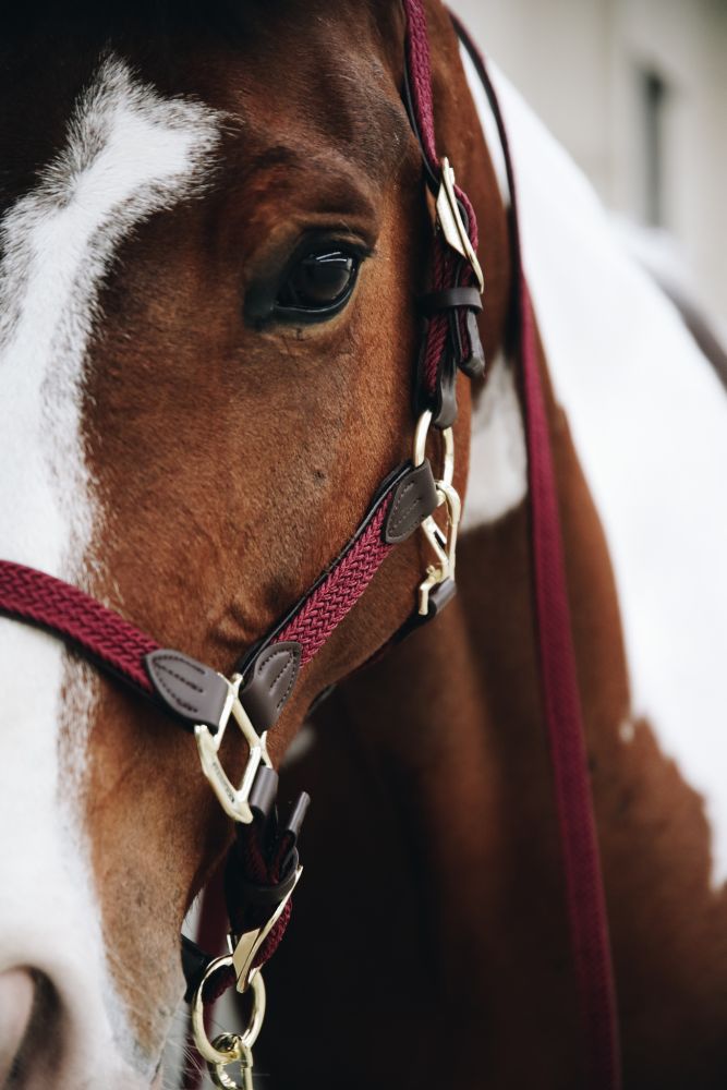 KENTUCKY® HORSEWEAR geflochtenes Nylon Halfter, bordeaux