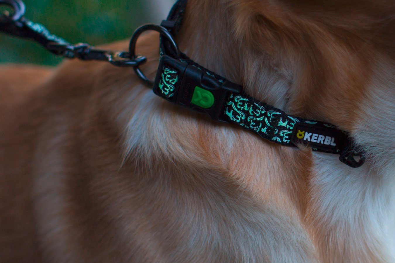 Schwarzes Kerbl Halsband Shiny Night mit grün leuchtendem Ornament-Muster in Nahaufnahme am Hundehals.