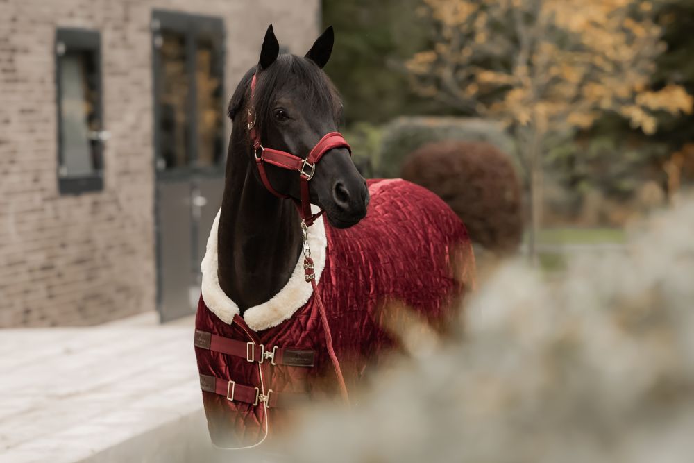 KENTUCKY® HORSEWEAR Velvet Halfter, bordeaux