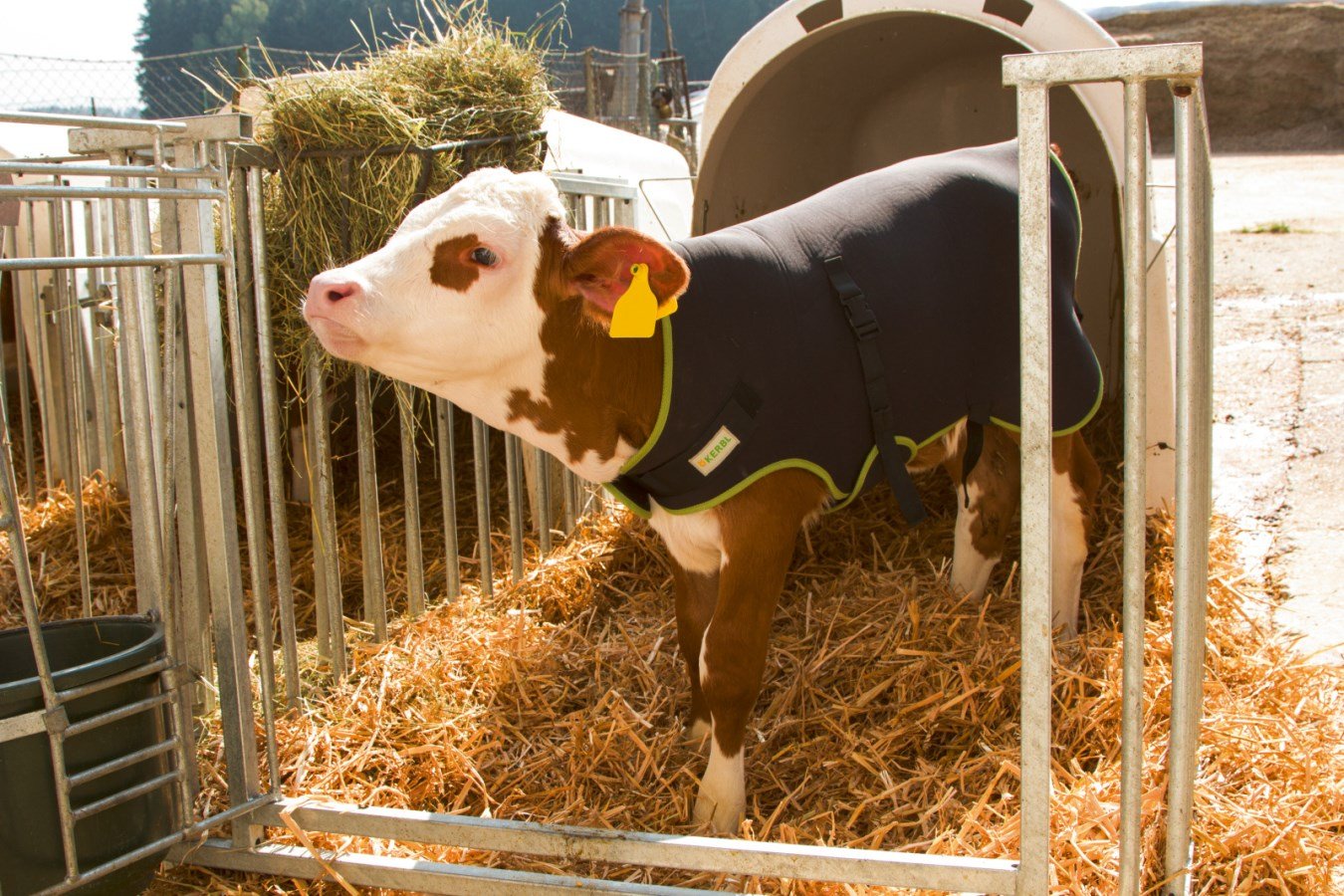 Ein braun-weißes Kalb steht seitlich im Stroh und trägt die schwarze Kerbl Kälberdecke Premium mit grünen Rändern.