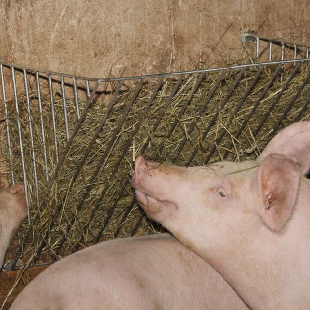 KERBL Heuraufe kleiner Stababstand Ein Schwein frisst aus der verzinkten Kerbl Heuraufe mit kleinem Stababstand, die im Stall montiert ist.