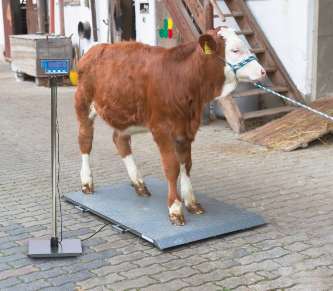 KERBL Ständer für Anzeigeneinheit