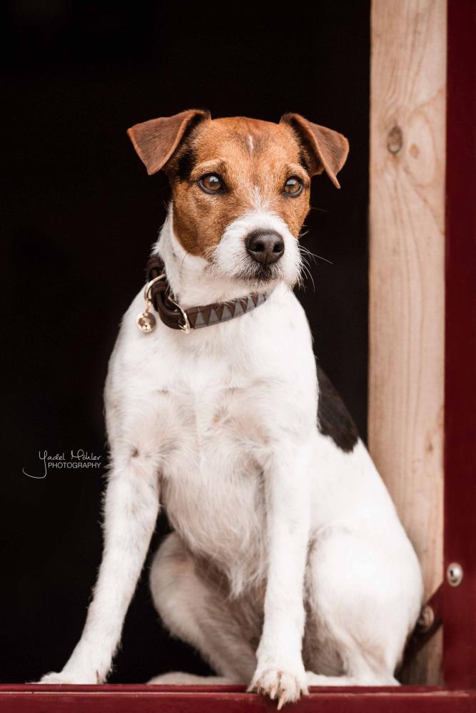 KENTUCKY® DOGWEAR Hundehalsband Triangle, braun