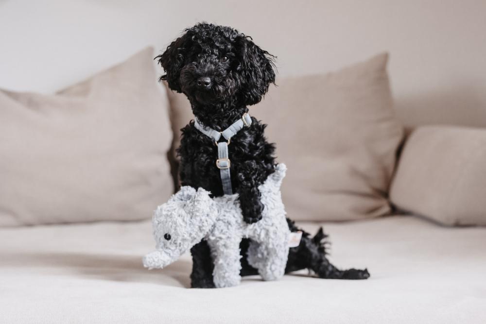 KENTUCKY® DOGWEAR Hundespielzeug Elefant Elsa