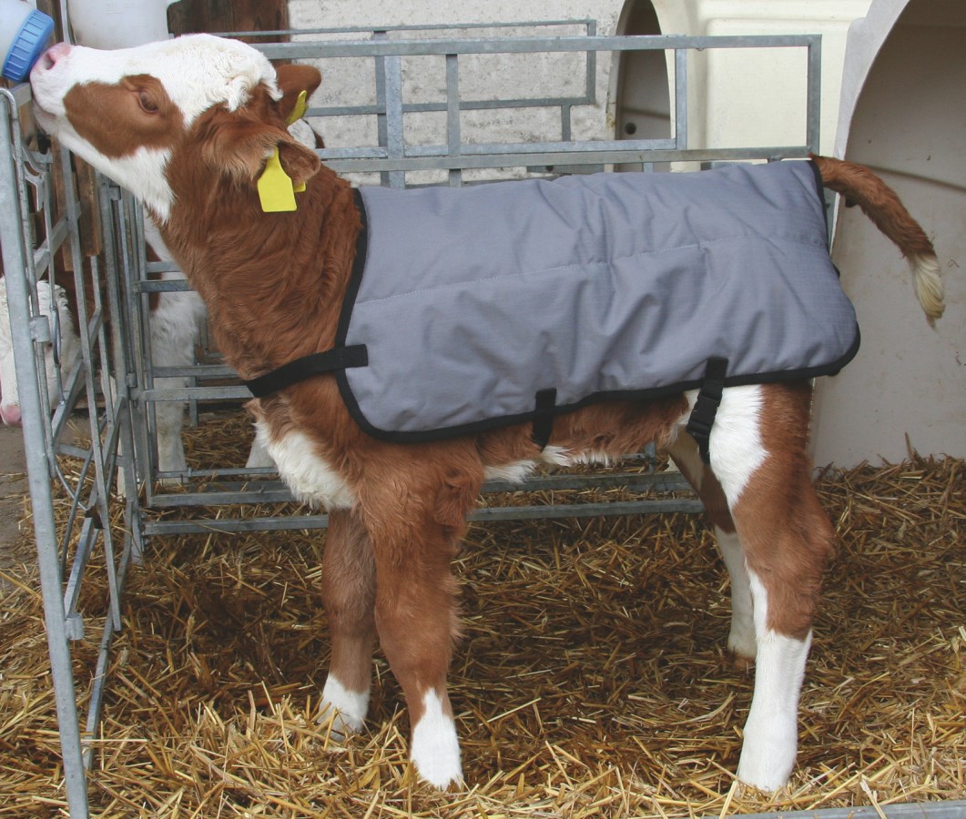 Graue Kerbl Kälberdecke Ripstop an einem braun-weißen Kalb, das im Stall auf Stroh steht und trinkt.