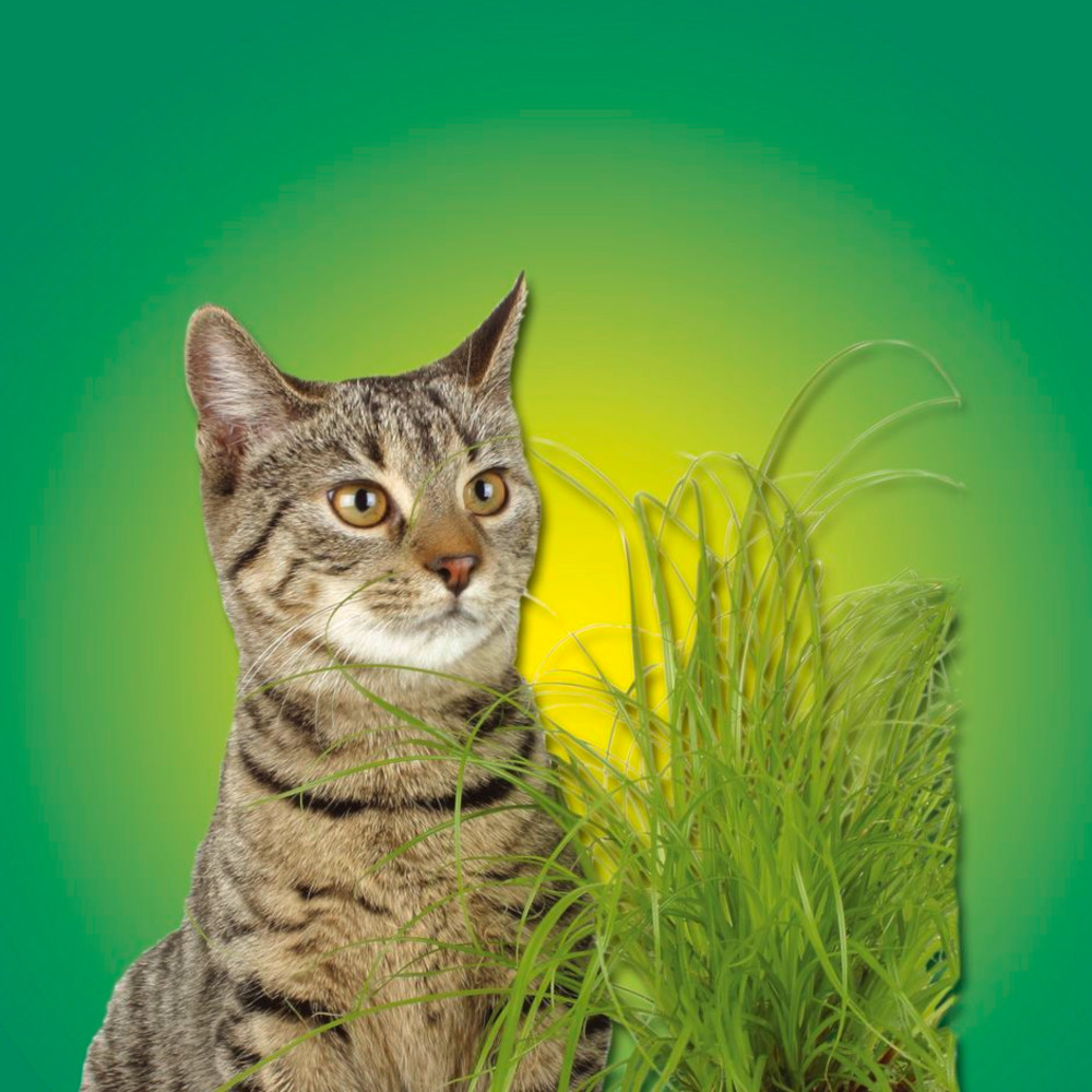 Katzengras