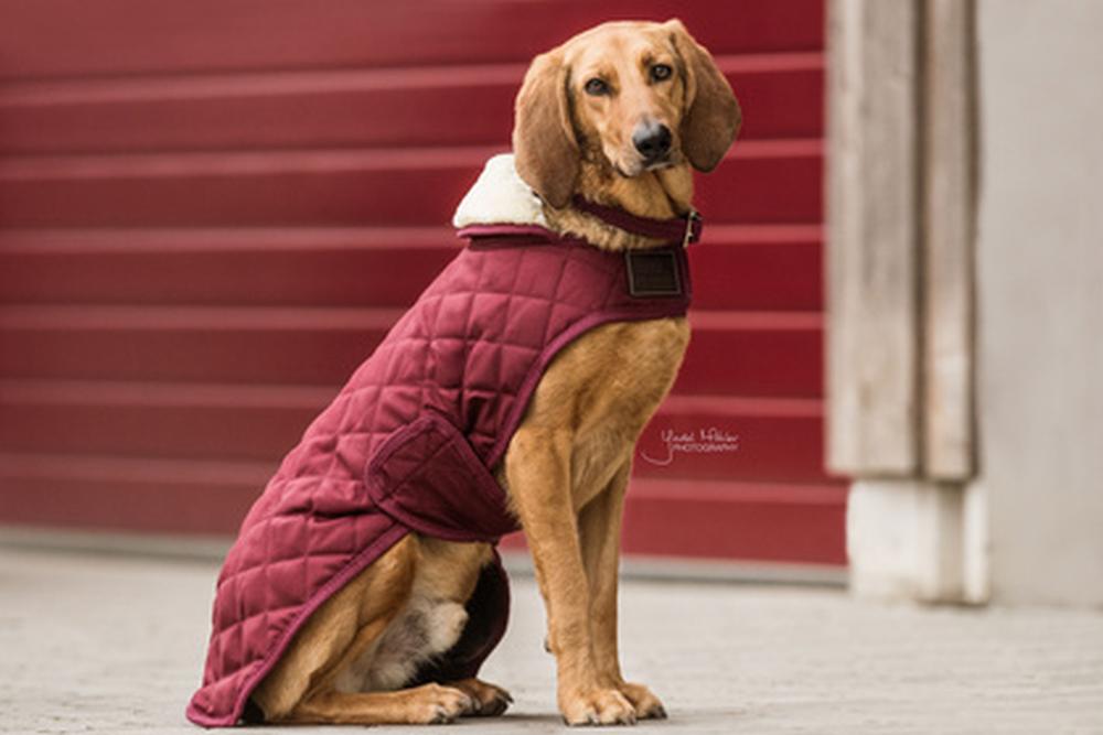 KENTUCKY® DOGWEAR Hundemantel Original 160 g, bordeaux