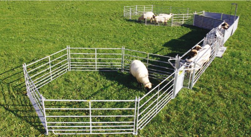 Stoptor, für Schaf-Fanganlagen