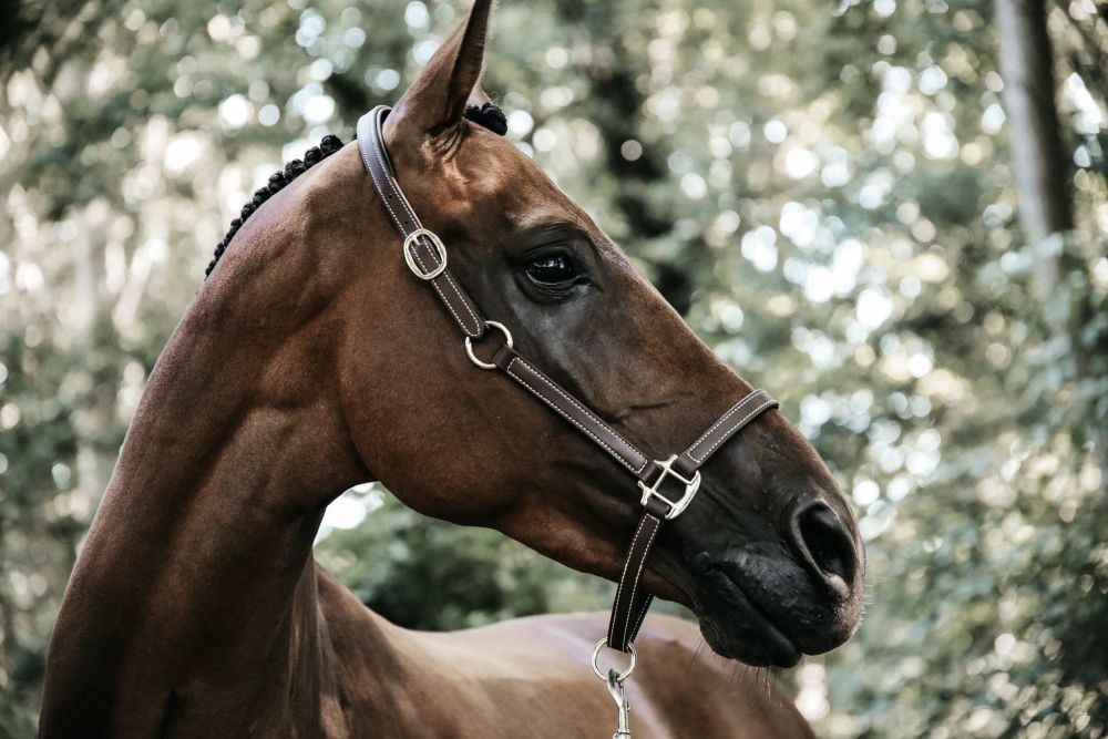 KENTUCKY® HORSEWEAR Lederhalfter flexibel