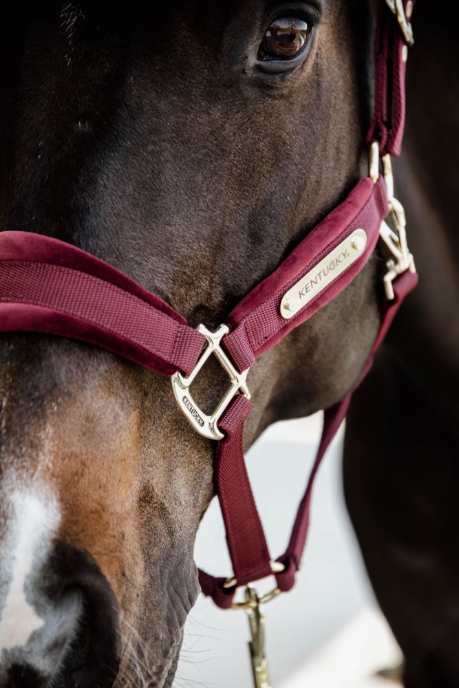 KENTUCKY® HORSEWEAR Velvet Halfter, bordeaux
