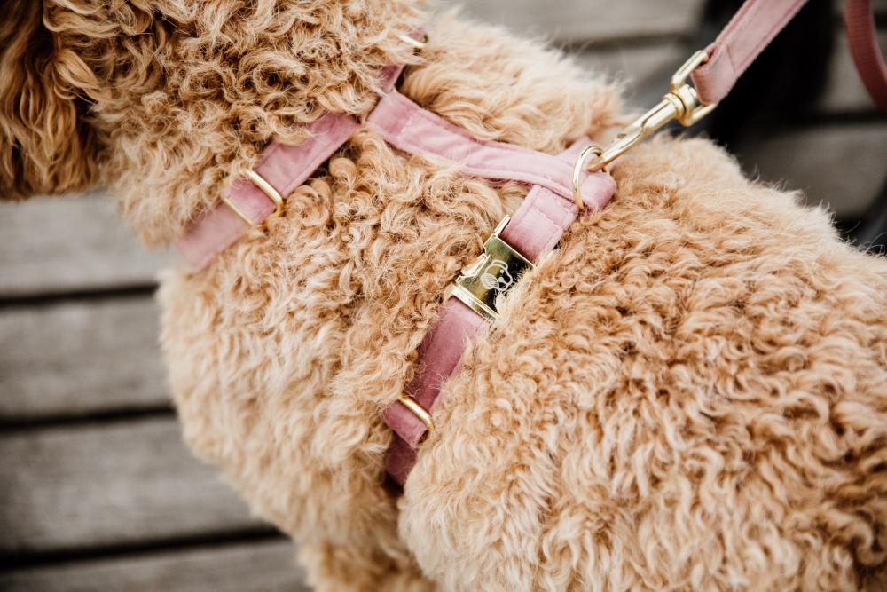 KENTUCKY® DOGWEAR Hundegeschirr Samt, altrosa