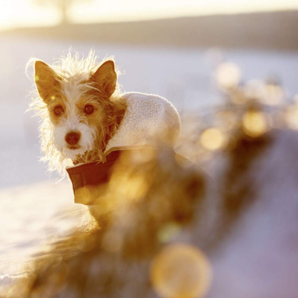 Hundemantel Teddy