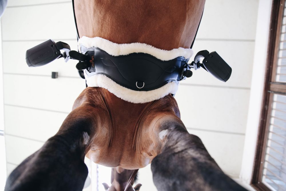 KENTUCKY® HORSEWEAR Lammfell Kurzgurt Anatomic mit 2 Fellen, schwarz