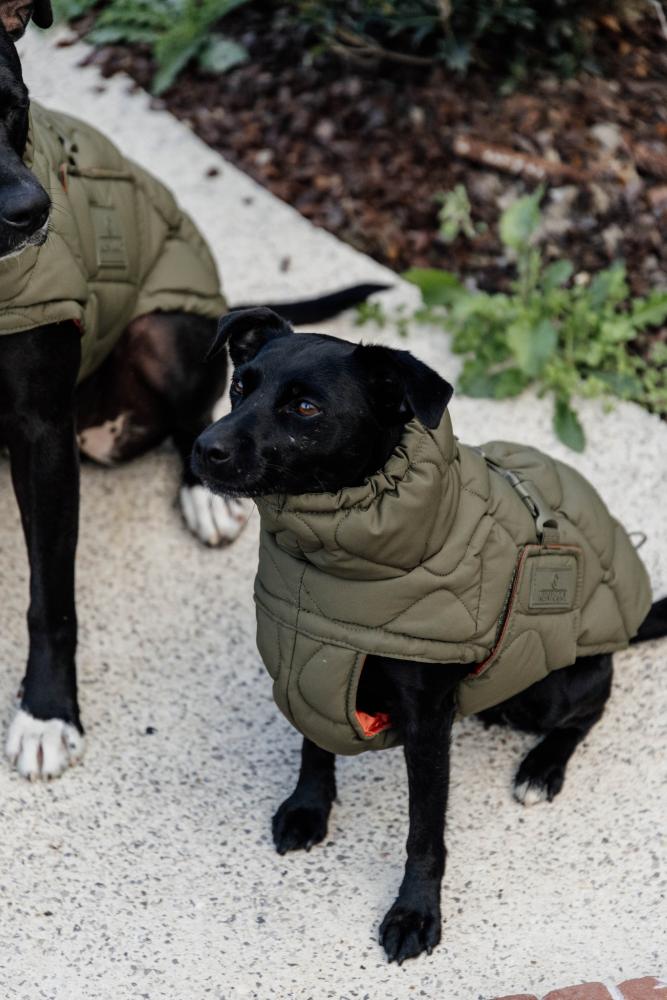 KENTUCKY® DOGWEAR Hundemantel Winter Pina, tannengrün