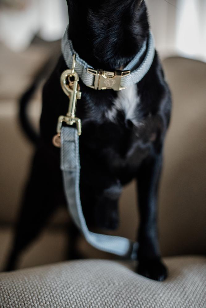 KENTUCKY® DOGWEAR Hundehalsband aus Wolle, hellblau