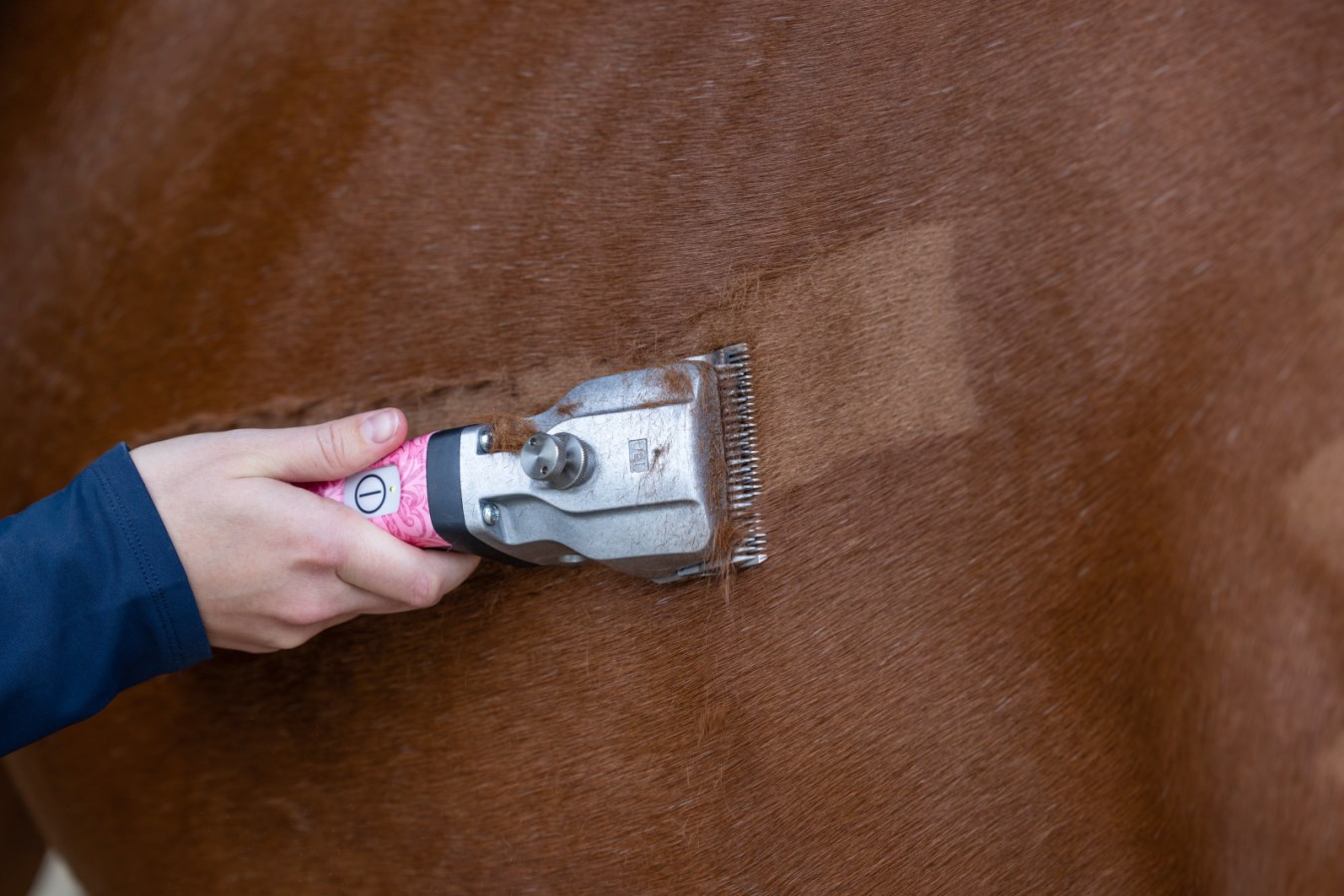 AESCULAP Akkuschermaschine Bonum Pro Designedition bei der Feinschur eines braunen Pferdes in der Nahaufnahme.