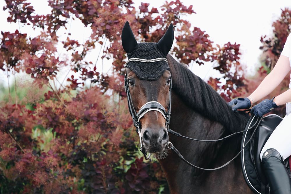 KENTUCKY® HORSEWEAR Fliegenhaube Wellington Sparkling, schwarz