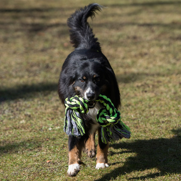 Procyon XXL-Kauseil Ein großer, schwarz-brauner Hund trägt das geknotete Procyon XXL Kauseil in Neongrün und Schwarz im Maul.