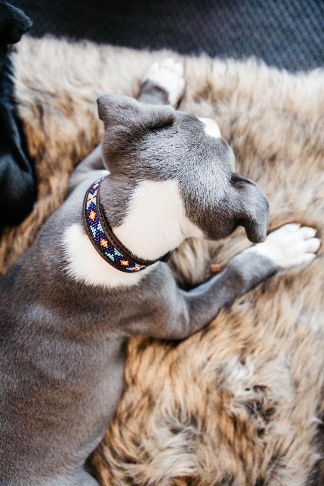 KENTUCKY® DOGWEAR Hundehalsband Pearls, blau