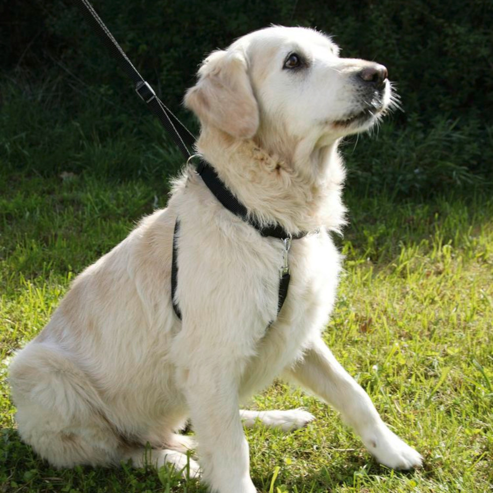 Hundegeschirr Maxi Leader