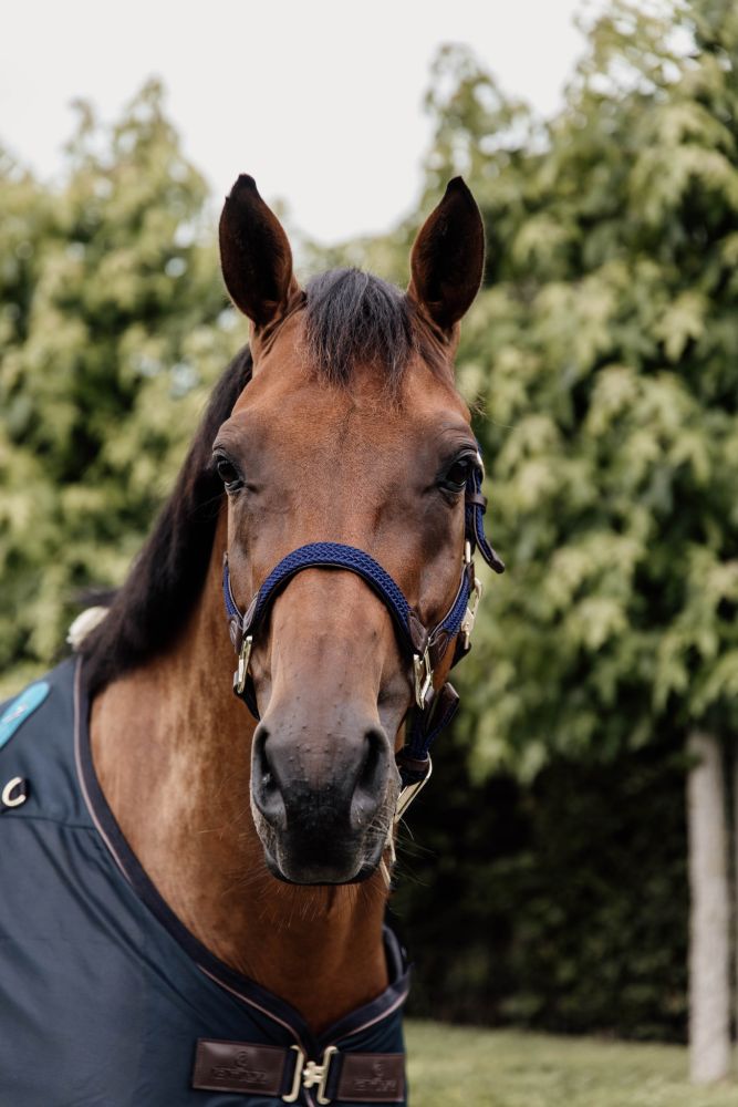 KENTUCKY® HORSEWEAR geflochtenes Nylon Halfter, marine