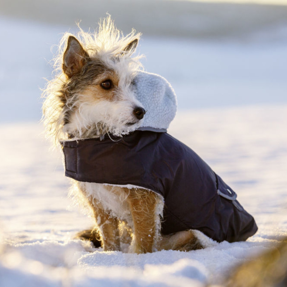 Hundemantel Teddy