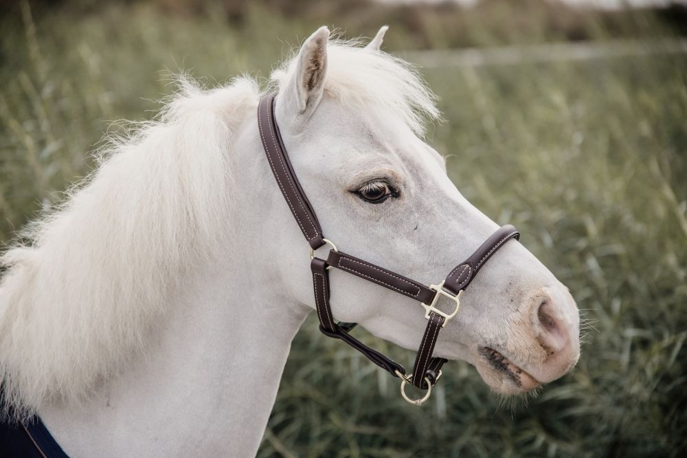 KENTUCKY® HORSEWEAR Pony-Lederhalfter mit Schaffell