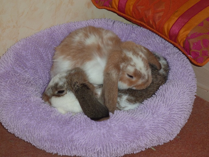 Zwei Kaninchen im Kuschelbett