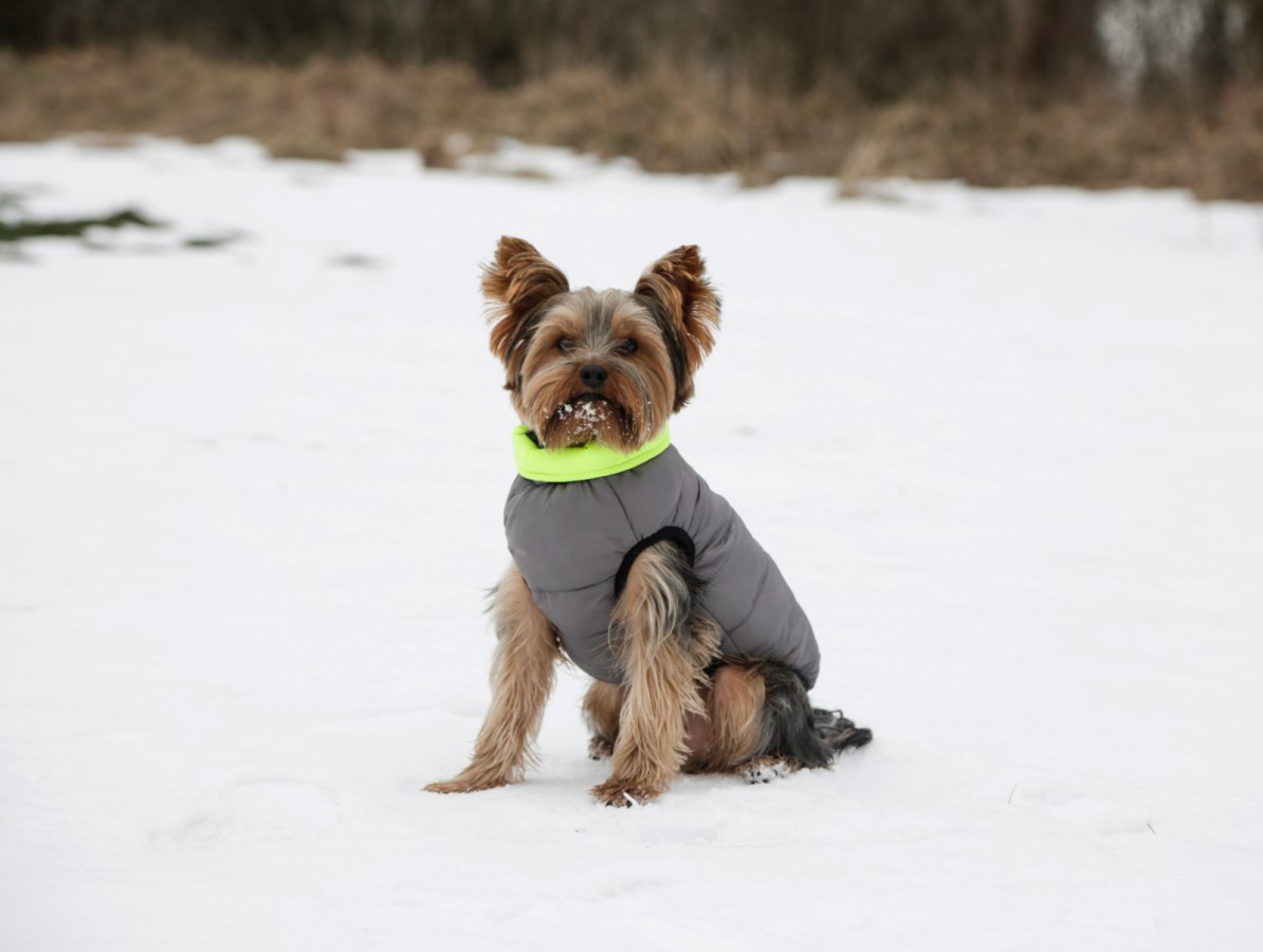 Kerbl Steppmantel Charmonix in Grau mit neongrünem Kragen an einem Yorkshire Terrier der im Schnee sitzt.