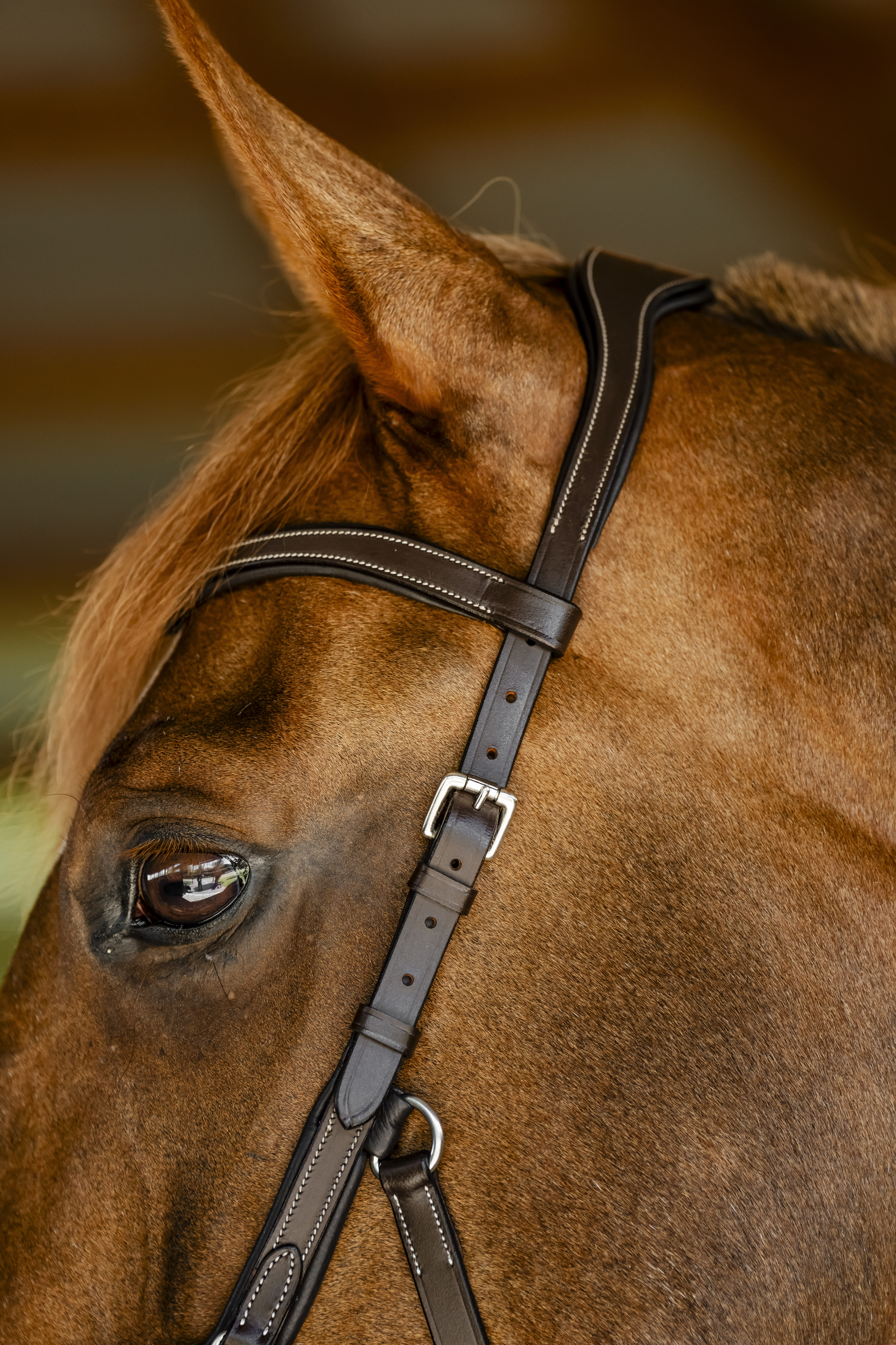 HORSEWARE® Micklem® Competition Bridle, dark havana Nahaufnahme der Horseware Micklem Competition Trense in Dark Havana mit weißen Nähten am Kopf eines Fuchses.