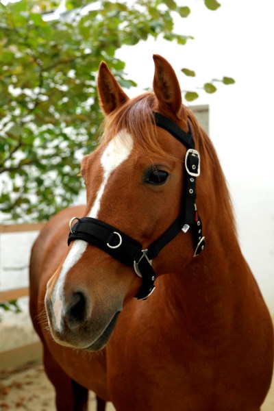 KERBL Halfter Dexter mit Fleeceunterlage, Foal