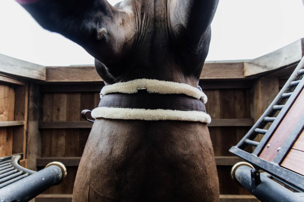 KENTUCKY® HORSEWEAR Lammfell Sattelgurt, braun