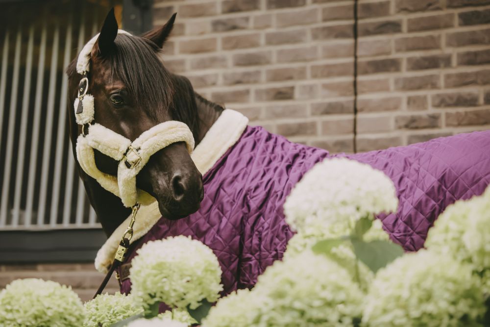 KENTUCKY® HORSEWEAR Turnierdecke, königliches-violett