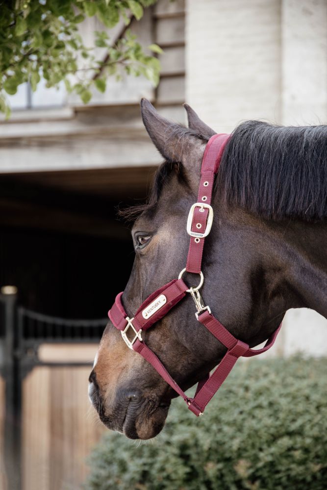 KENTUCKY® HORSEWEAR Velvet Halfter, bordeaux