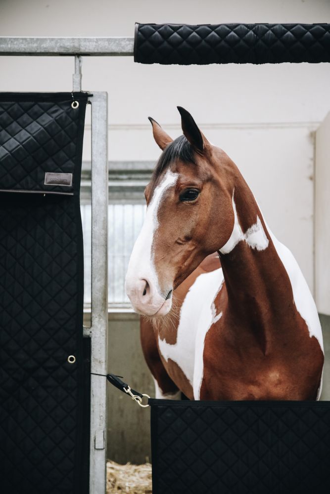 KENTUCKY® HORSEWEAR Stable Guard, schwarz